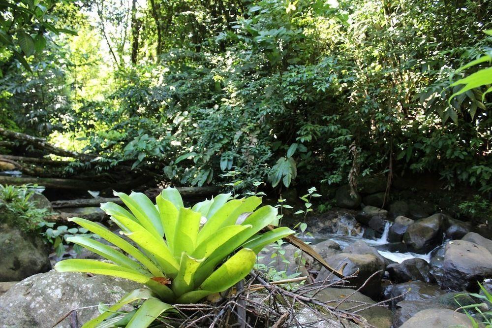 Agua Inn Nuevo Arenal Bagian luar foto